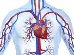 Tim mạch và đường huyết